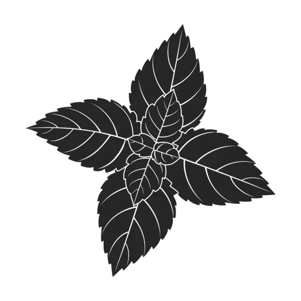 Черный векторный икон.Черный векторный рисунок свежая мята. Изолированная иллюстрация иконки листа мяты на белом фоне. — стоковый вектор