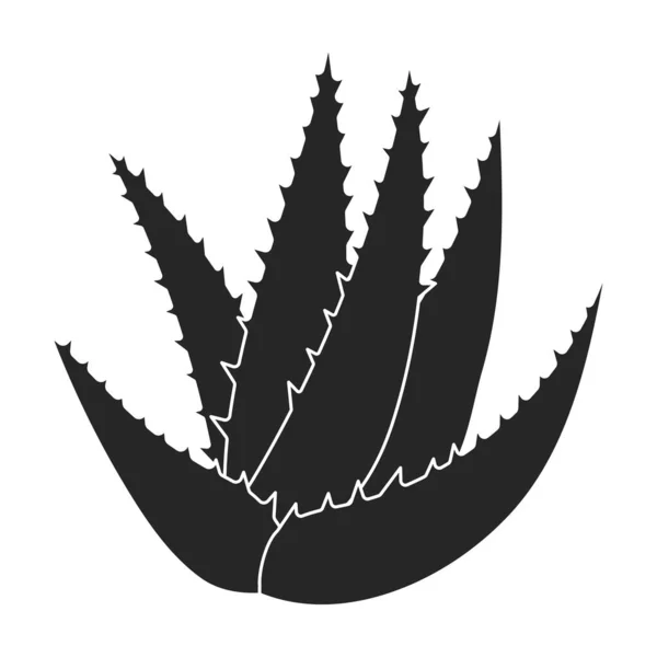 Icono de vector de aloe vera. Icono de vector negro aislado sobre fondo blanco aloe vera. — Vector de stock