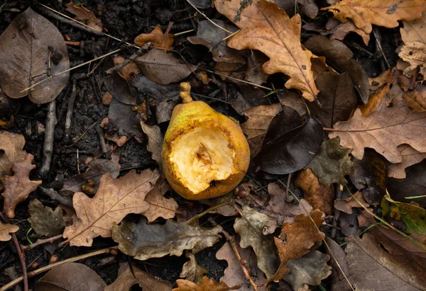 Poire Moitié Mangée Sur Les Feuilles Automne — Photo