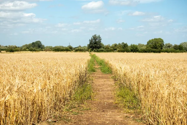 Feldweg Über Ein Gerstenfeld — Stockfoto