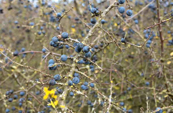 Ripe Blueberries Bush — Stock Photo, Image