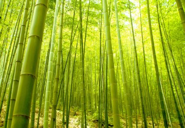 Yeşil bambu ormanları