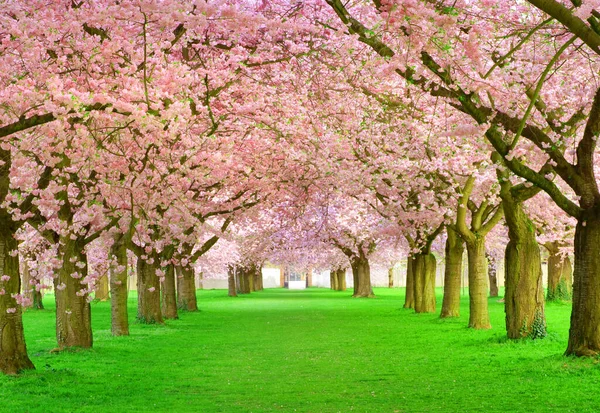 Avenue Spring Rosa Blütenbäume — Stockfoto