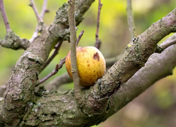 Poire Unique Logée Dans Arbre — Photo