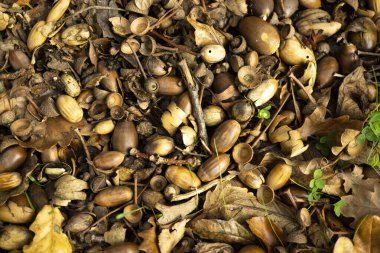 Autumn acorns on the ground clipart