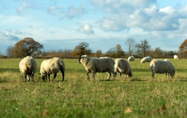 Line of sheep grazing in a field clipart