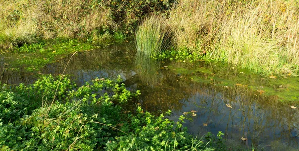 Reeds Egy Elárasztott Természetes Medence — Stock Fotó