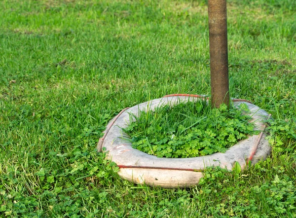 Föråldrat Livbälte Gräsmatta — Stockfoto