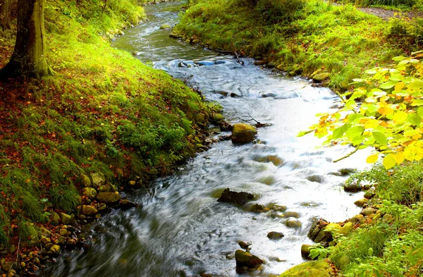 Imagen Fondo Serpenteante Del Arroyo Forestal — Foto de Stock