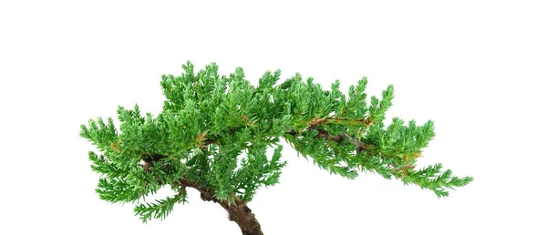 Authentic Shaped Bonsai Tree Example — Stock Photo, Image