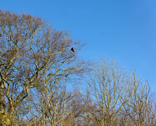 Одинокая Ворона Сидящая Голом Дереве — стоковое фото
