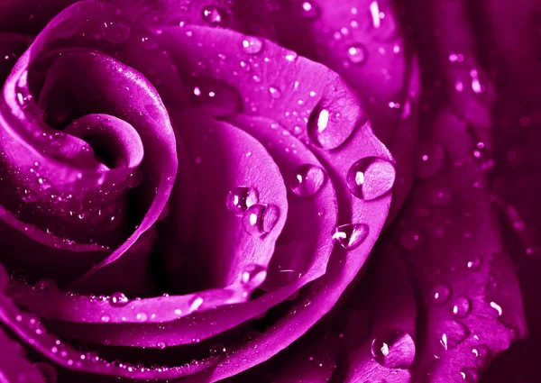 Rose Květina Zblízka Kapkami Vody — Stock fotografie