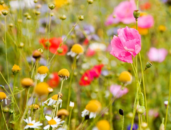 草地に咲く夏の花 — ストック写真