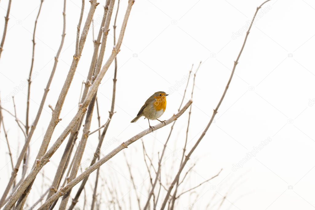 Robin perched on a bare branch