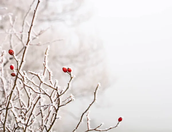 Frosty Bayas Rosa Mosqueta Arbusto —  Fotos de Stock