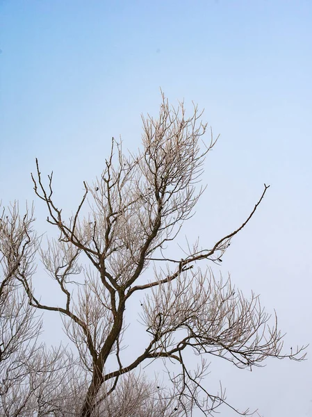 Голые Деревья Покрытые Инеем — стоковое фото