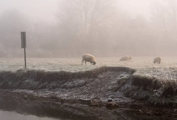 Schapen Grazen Bij Ijskoud Weer — Stockfoto