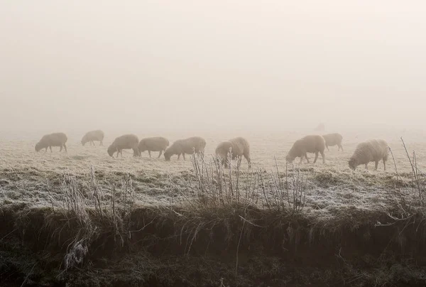 Schapen Grazen Bij Ijskoud Weer — Stockfoto