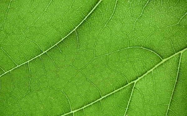 Крупним Планом Широкий Зелений Лист — стокове фото