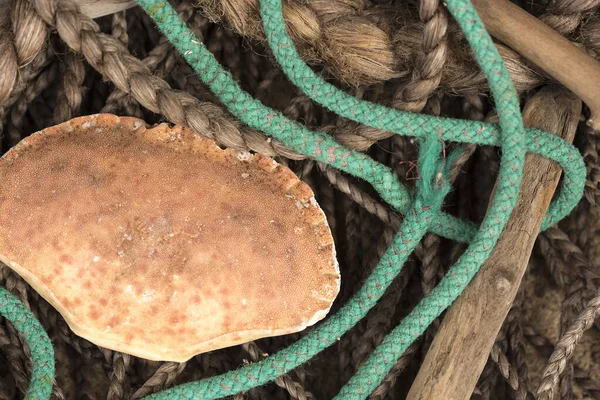 Empty Crab Shell Old Worn Sea Fishing Rope — Stock Photo, Image