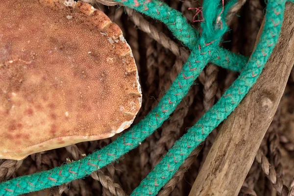 Empty Crab Shell Old Worn Sea Fishing Rope — Stock Photo, Image