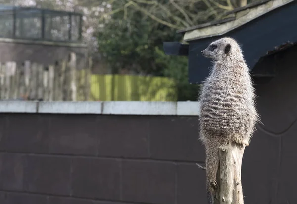 Meerkat Zittend Een Paal — Stockfoto