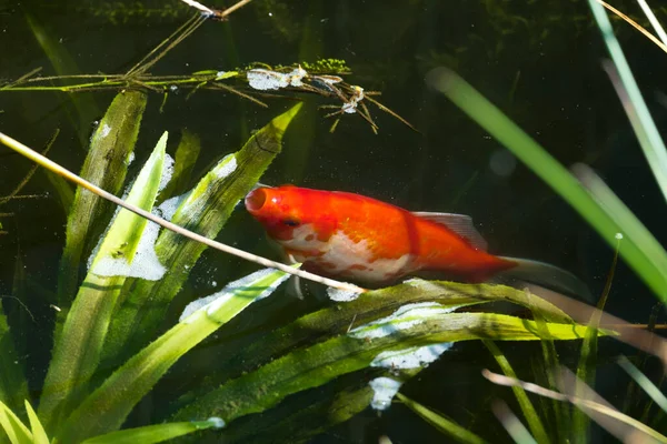 Apelsinguldfisk Som Sväljer Syre — Stockfoto