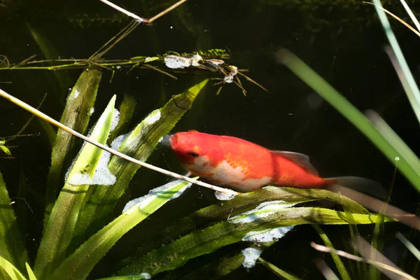 Guldfisk Väg Upp För Luft — Stockfoto