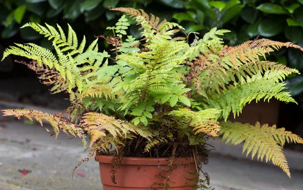 Potted fern plant example