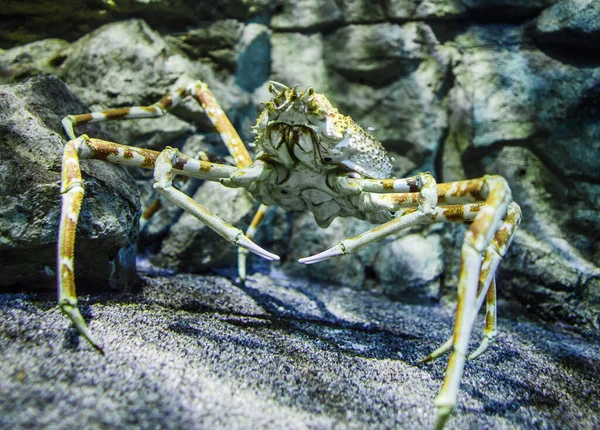 Captive Spider Crab Example — Stock Photo, Image