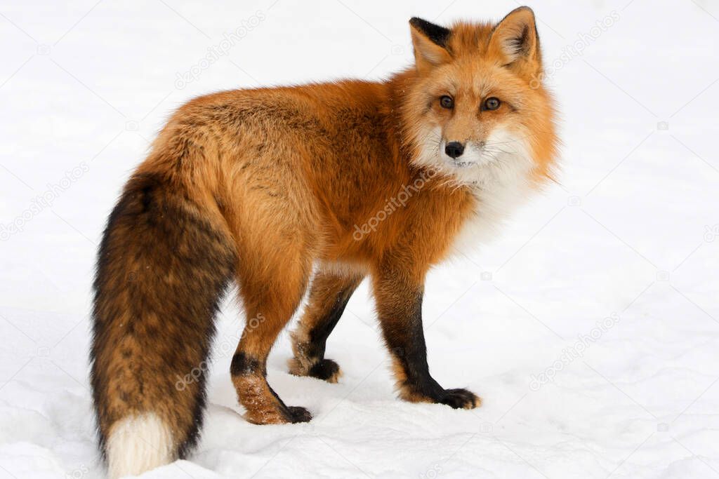 Red fox on snowy ground