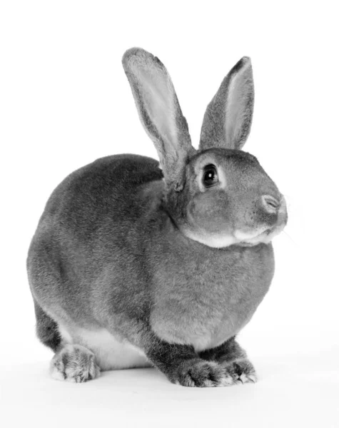 Grand Lapin Animal Sur Fond Blanc — Photo