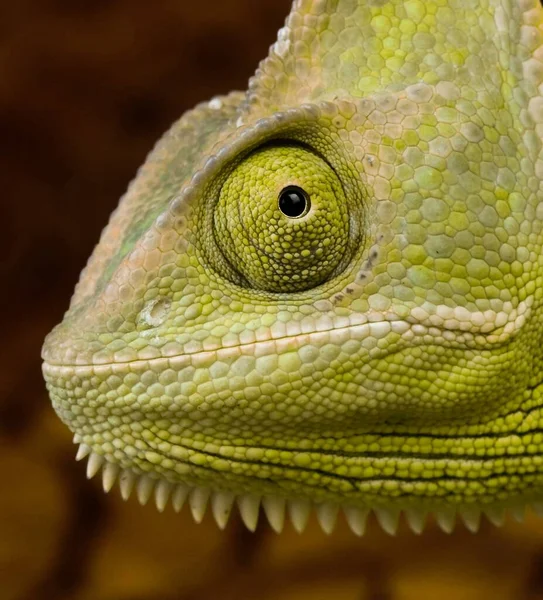 Chameleon Head Close Example — Stock Photo, Image