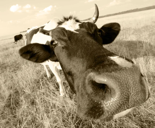 Vache Près Caméra — Photo