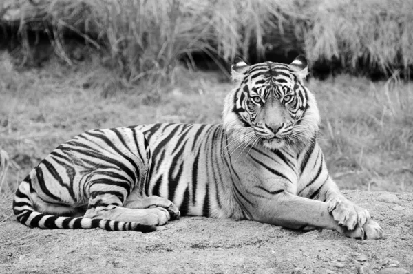 Tygrys Siedzi Patrzy Kamerę — Zdjęcie stockowe