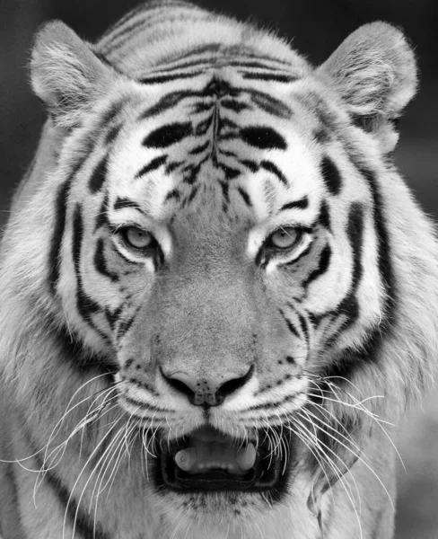 Adult Tiger Looking Directly Camera — Stock Photo, Image