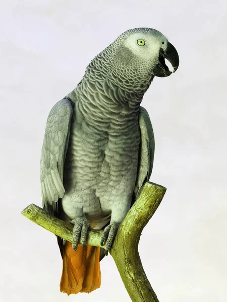 Полонений Папуга Гілці — стокове фото