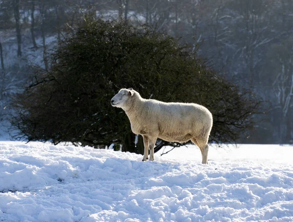 Samotna Owca Zimowym Krajobrazie — Zdjęcie stockowe
