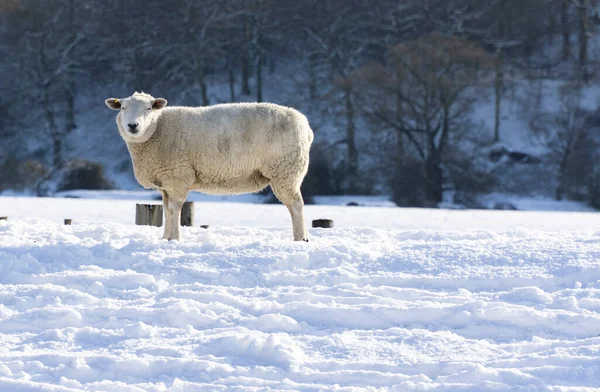 Owce Śniegu Patrzące Kamerę — Zdjęcie stockowe
