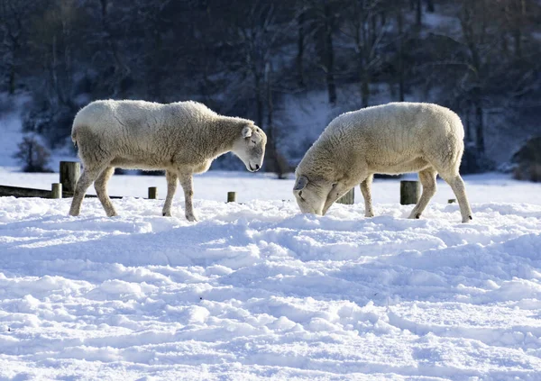Dwie Owce Wypasane Polu Zimowym — Zdjęcie stockowe