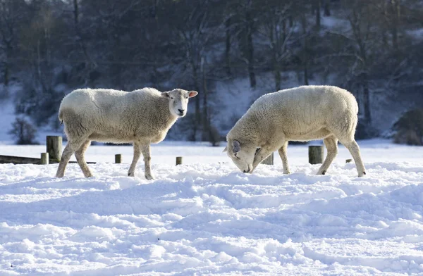 Two Sheep Grazing Winter Field — Stock Photo, Image