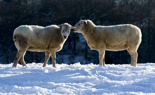 Sheep Appearing Whisper Another Sheep Winter Scene — Stock Photo, Image