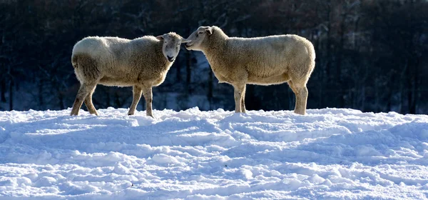 A sheep appearing to whisper to another sheep in a winter scene