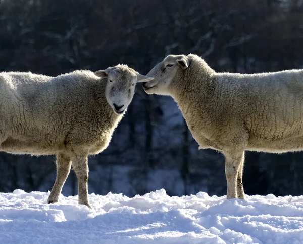 Una Oveja Que Parece Susurrar Otra Oveja Una Escena Invierno — Foto de Stock