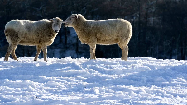 Owcę Szepczącą Innej Owcy Zimowej Scenie — Zdjęcie stockowe