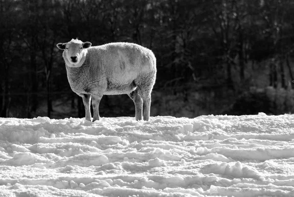 Moutons Solitaires Regardant Directement Caméra — Photo