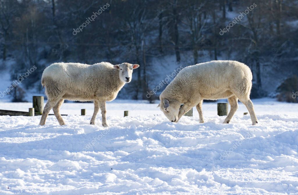 Two sheep grazing in a winter field