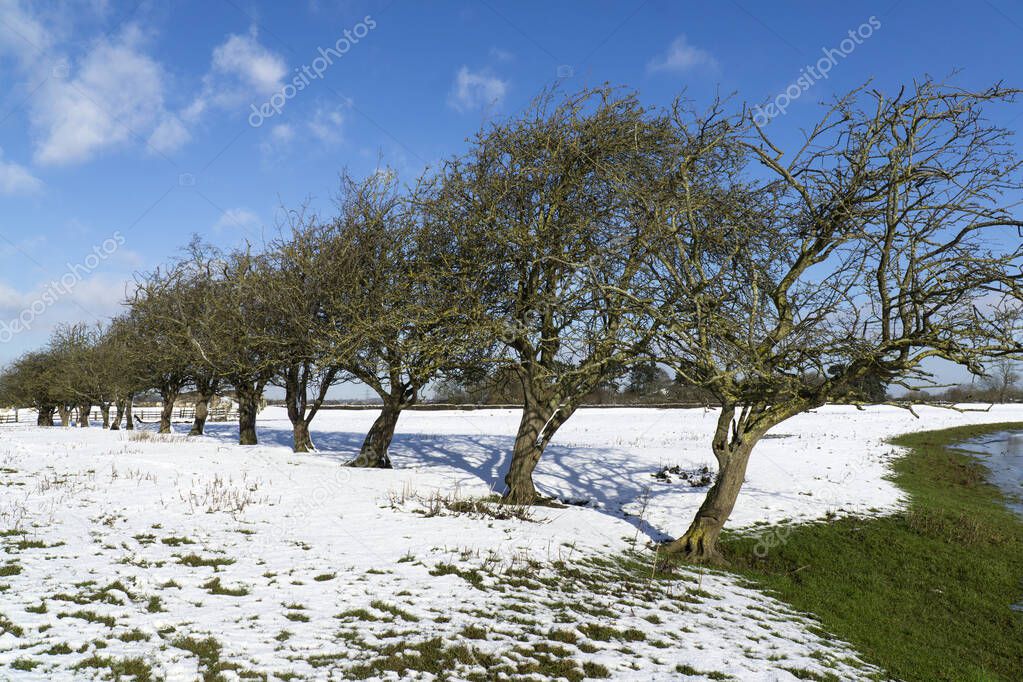 Row of short windswept trees in winter