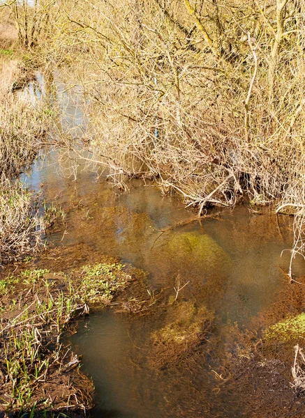 Sustrato Muerto Alrededor Una Piscina Estancada — Foto de Stock