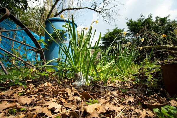 Jarní Narcisy Rostou Mezi Suchými Listy Zemi — Stock fotografie